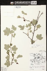 Ribes cynosbati image