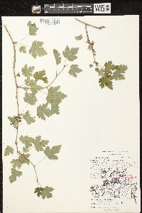 Ribes cynosbati image