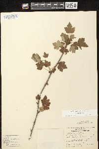 Ribes cynosbati image