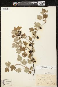 Ribes cynosbati image