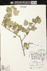 Ribes cynosbati image