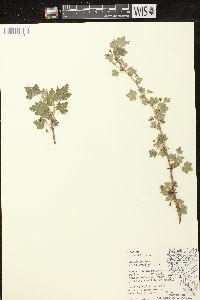 Ribes cynosbati image