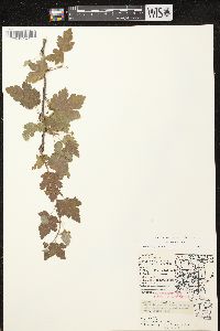 Ribes cynosbati image