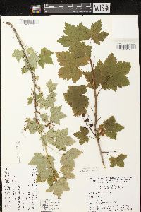 Ribes glandulosum image