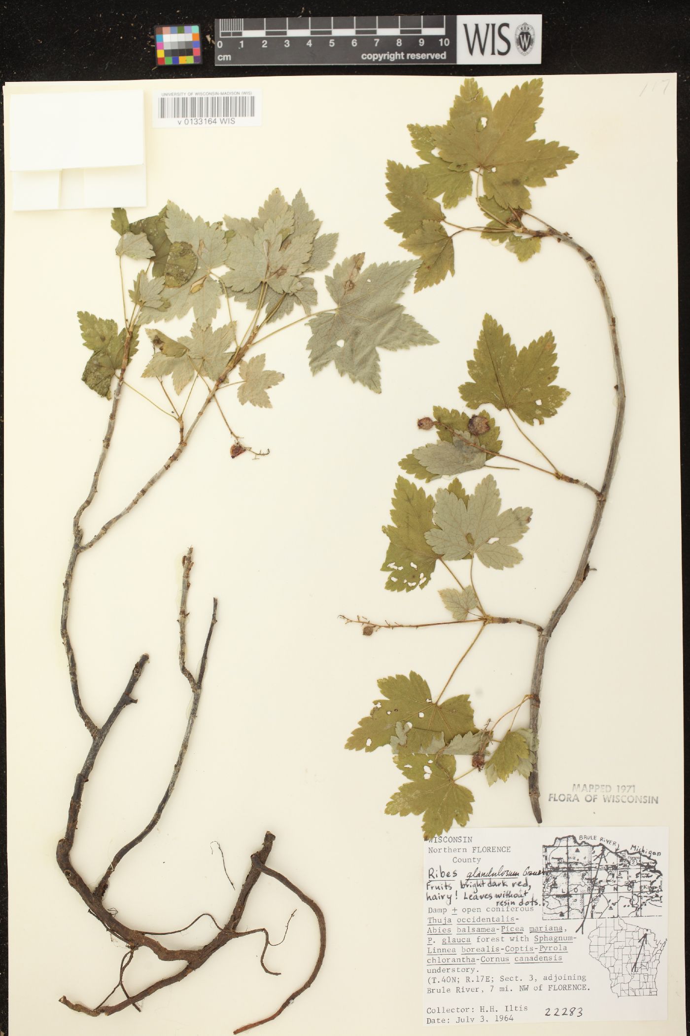 Ribes glandulosum image