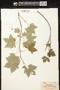 Ribes glandulosum image