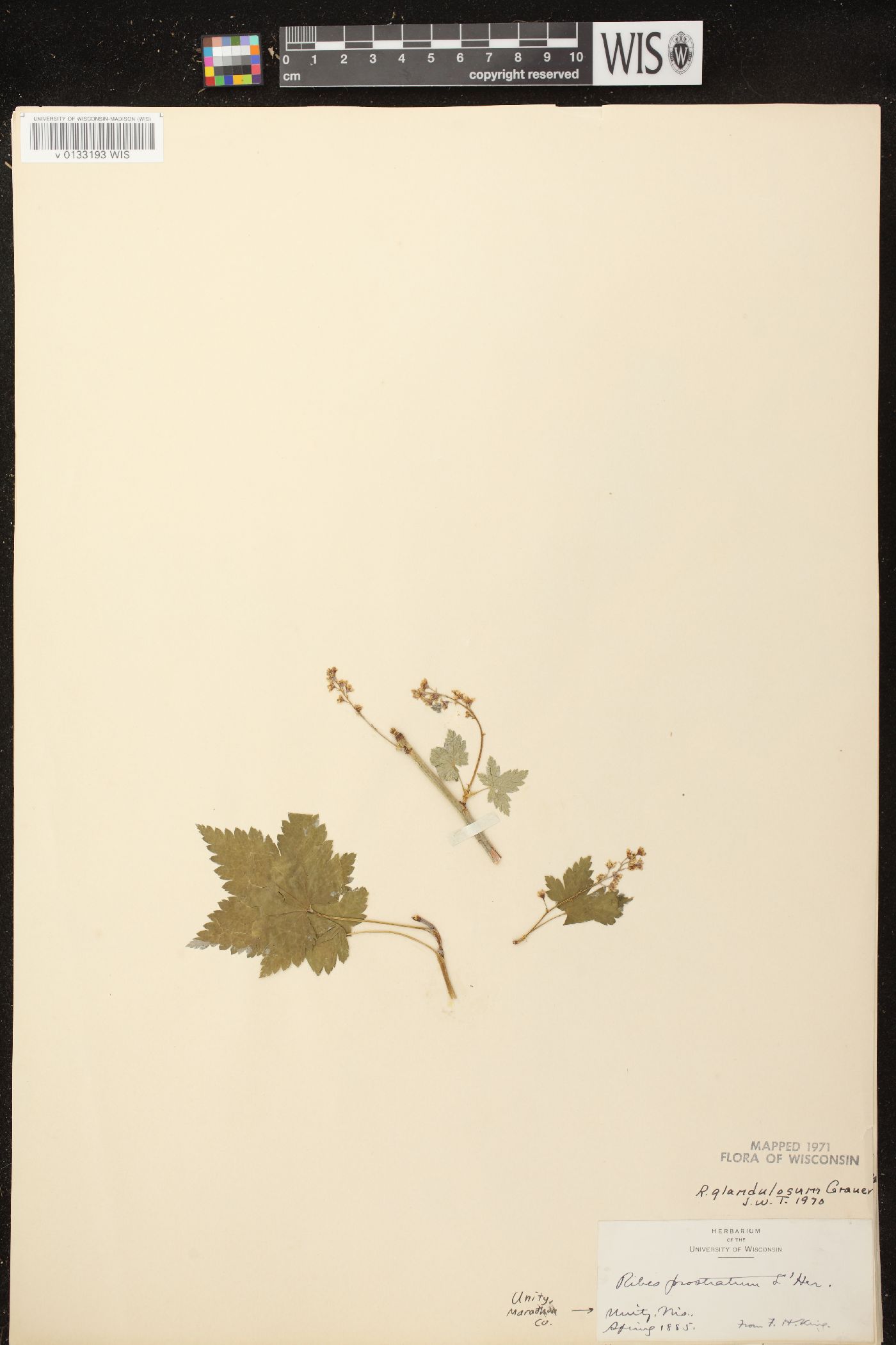 Ribes glandulosum image