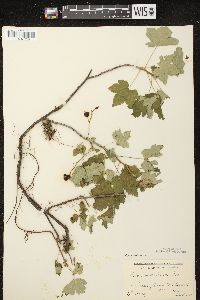 Ribes glandulosum image