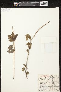 Ribes glandulosum image