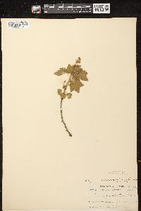 Ribes glandulosum image