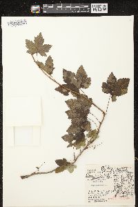 Ribes glandulosum image