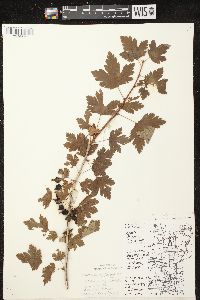 Ribes hirtellum image