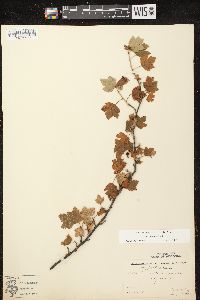 Ribes hirtellum image