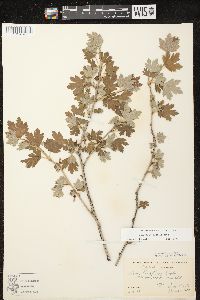 Ribes hirtellum image