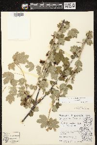 Ribes hirtellum image