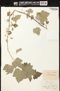 Ribes americanum image