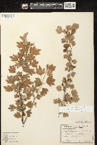 Ribes hirtellum image