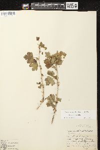 Ribes missouriense image