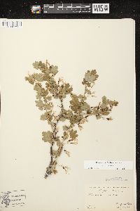 Ribes missouriense image