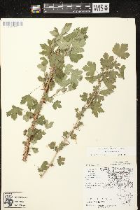 Ribes missouriense image