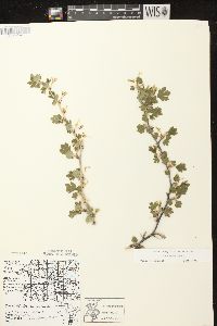 Ribes missouriense image