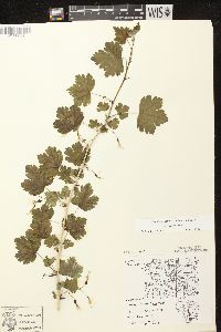 Ribes missouriense image