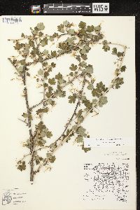 Ribes missouriense image