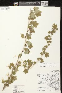 Ribes missouriense image