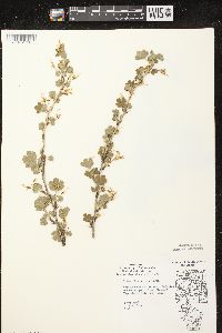 Ribes missouriense image