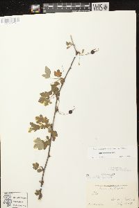 Ribes missouriense image