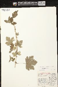 Ribes missouriense image