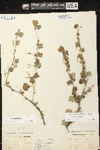 Ribes missouriense image