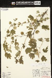 Ribes missouriense image