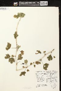 Ribes missouriense image