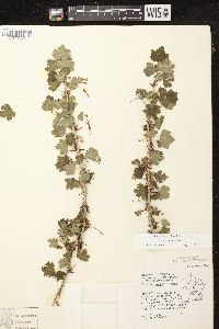 Ribes missouriense image