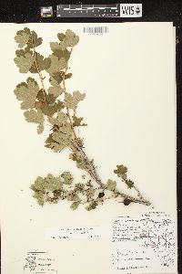 Ribes missouriense image