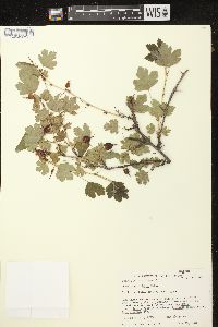 Ribes missouriense image