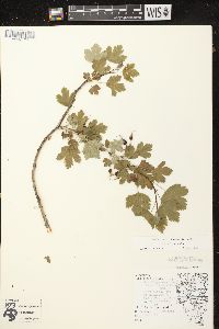 Ribes missouriense image