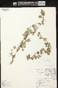 Ribes missouriense image