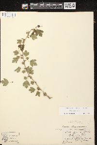 Ribes missouriense image