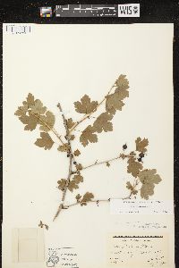 Ribes missouriense image