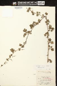 Ribes missouriense image