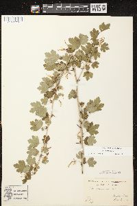 Ribes missouriense image