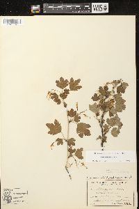 Ribes missouriense image