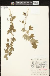 Ribes missouriense image