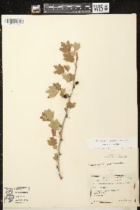 Ribes missouriense image