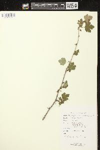 Ribes missouriense image