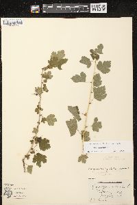 Ribes missouriense image