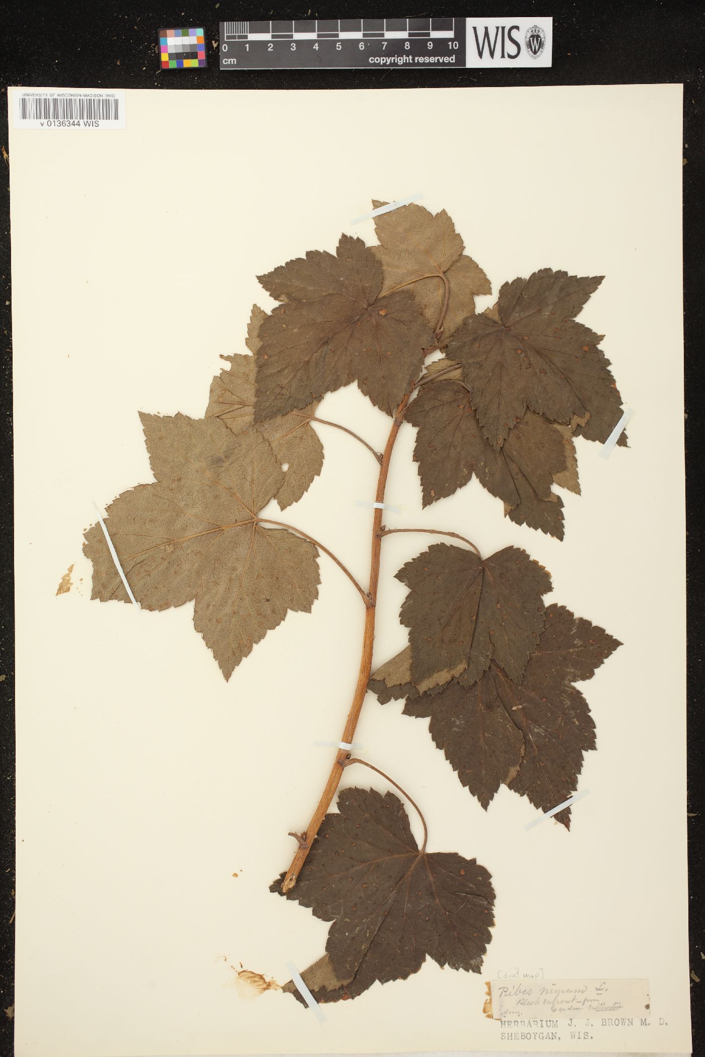 Ribes nigrum image