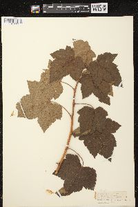 Image of Ribes nigrum